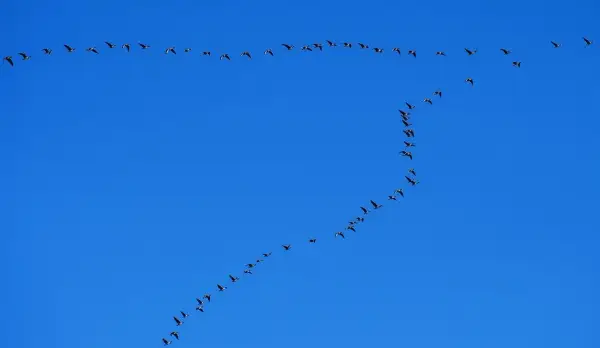 Tekst piosenki czekam na wiatr co rozgoni - analiza i znaczenie utworu