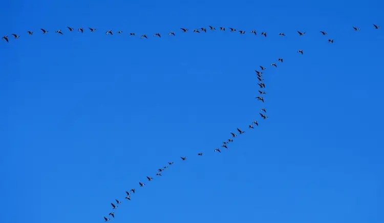 Tekst piosenki czekam na wiatr co rozgoni - analiza i znaczenie utworu